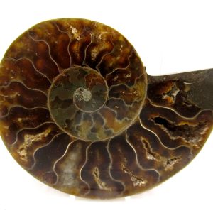 Madagascar Ammonite Pair Fossil for Sale Medium ~ 2.89" #160