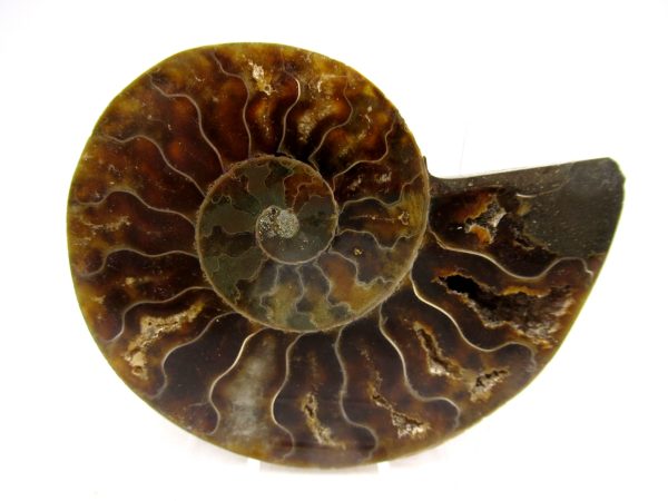 Madagascar Ammonite Pair Fossil for Sale Medium ~ 2.89" #160