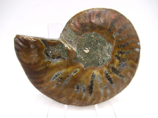 Madagascar Ammonite Pair Fossil for Sale Medium ~ 2.89" #160 - Image 2