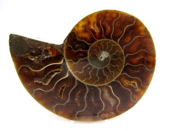 Madagascar Ammonite Pair Fossil for Sale Medium ~ 2.89" #160 - Image 4
