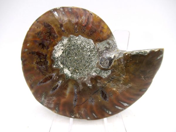 Madagascar Ammonite Pair Fossil for Sale Medium ~ 2.89" #160 - Image 3