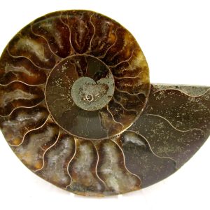 Madagascar Ammonite Pair Fossil for Sale Medium ~ 3.23" #161