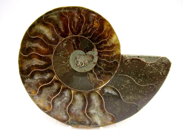 Madagascar Ammonite Pair Fossil for Sale Medium ~ 3.23" #161