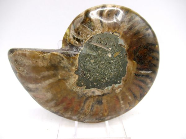 Madagascar Ammonite Pair Fossil for Sale Medium ~ 3.23" #161 - Image 2