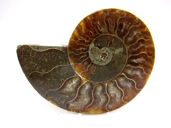Madagascar Ammonite Pair Fossil for Sale Medium ~ 3.23" #161 - Image 4