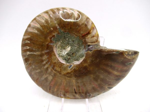 Madagascar Ammonite Pair Fossil for Sale Medium ~ 3.23" #161 - Image 3