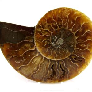 Madagascar Ammonite Pair Fossil for Sale Medium ~ 2.92" #162