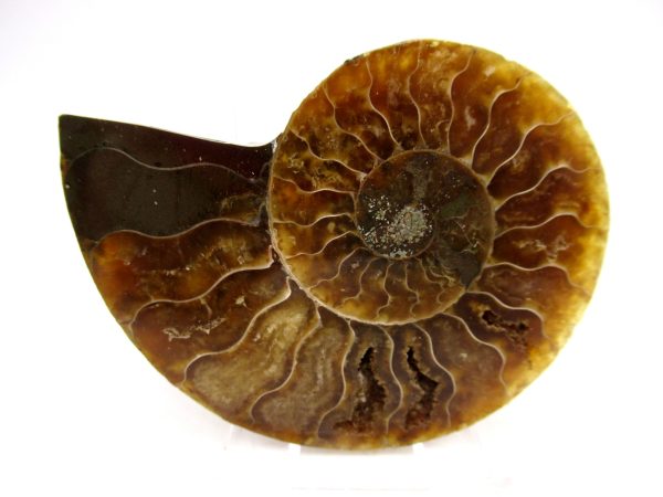 Madagascar Ammonite Pair Fossil for Sale Medium ~ 2.92" #162