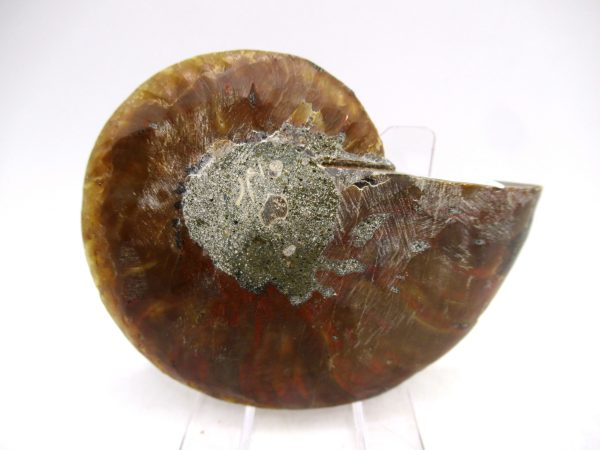 Madagascar Ammonite Pair Fossil for Sale Medium ~ 2.92" #162 - Image 2