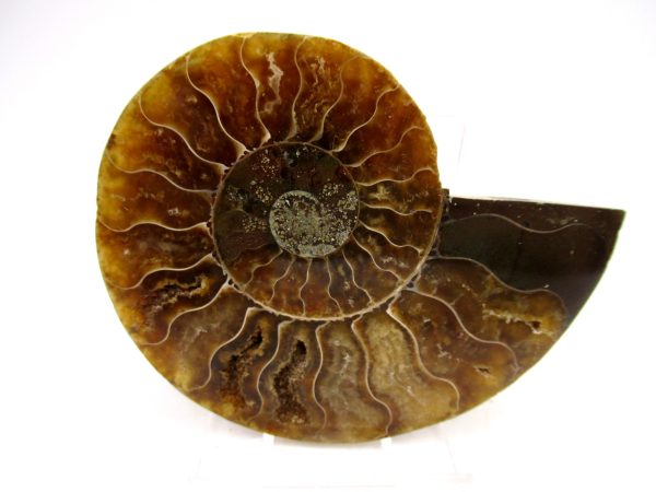 Madagascar Ammonite Pair Fossil for Sale Medium ~ 2.92" #162 - Image 3