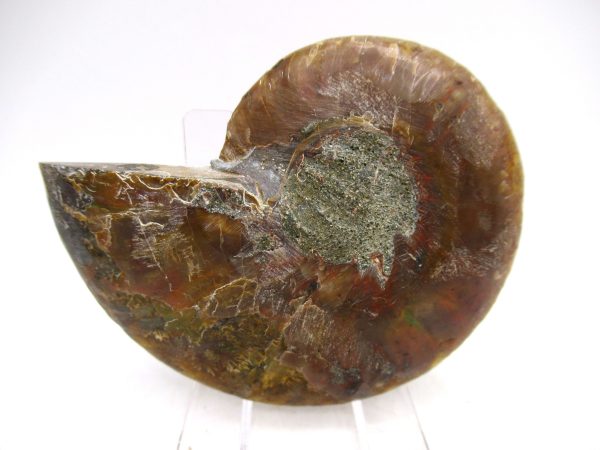 Madagascar Ammonite Pair Fossil for Sale Medium ~ 2.92" #162 - Image 4