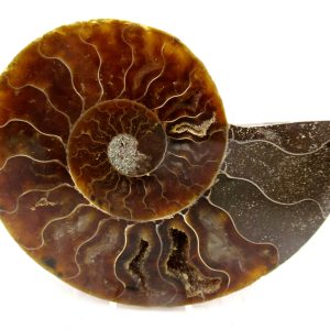 Madagascar Ammonite Pair Fossil for Sale Medium ~ 3.26" #163