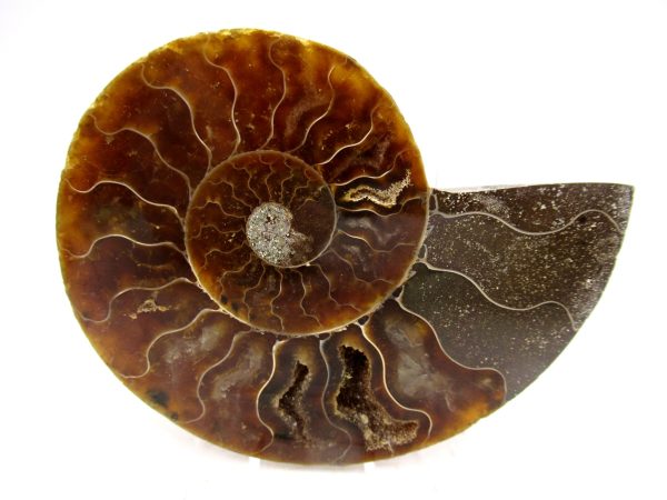 Madagascar Ammonite Pair Fossil for Sale Medium ~ 3.26" #163