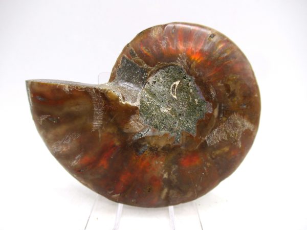 Madagascar Ammonite Pair Fossil for Sale Medium ~ 3.26" #163 - Image 2