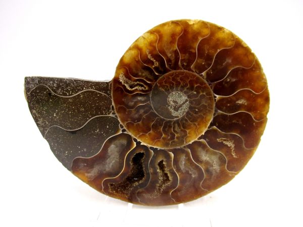 Madagascar Ammonite Pair Fossil for Sale Medium ~ 3.26" #163 - Image 4