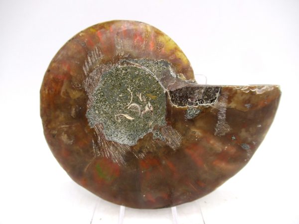 Madagascar Ammonite Pair Fossil for Sale Medium ~ 3.26" #163 - Image 3