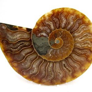 Madagascar Ammonite Pair Fossil for Sale Medium ~ 3.87" #164