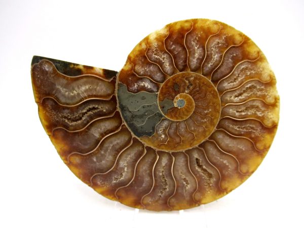 Madagascar Ammonite Pair Fossil for Sale Medium ~ 3.87" #164