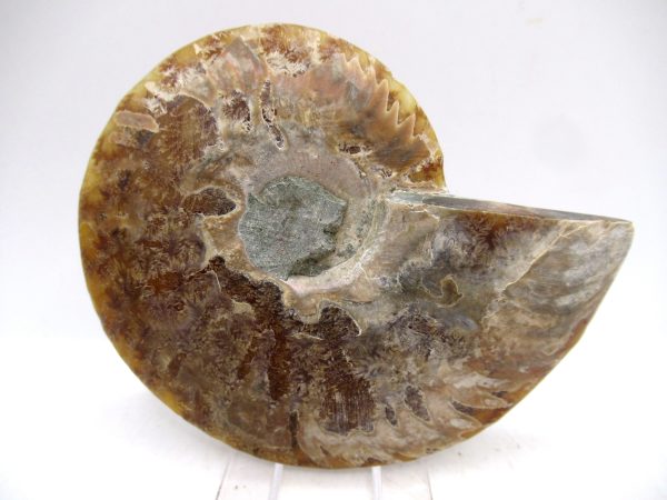 Madagascar Ammonite Pair Fossil for Sale Medium ~ 3.87" #164 - Image 2