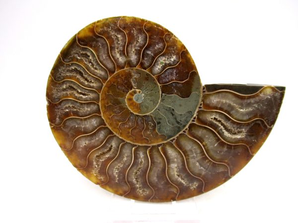 Madagascar Ammonite Pair Fossil for Sale Medium ~ 3.87" #164 - Image 4
