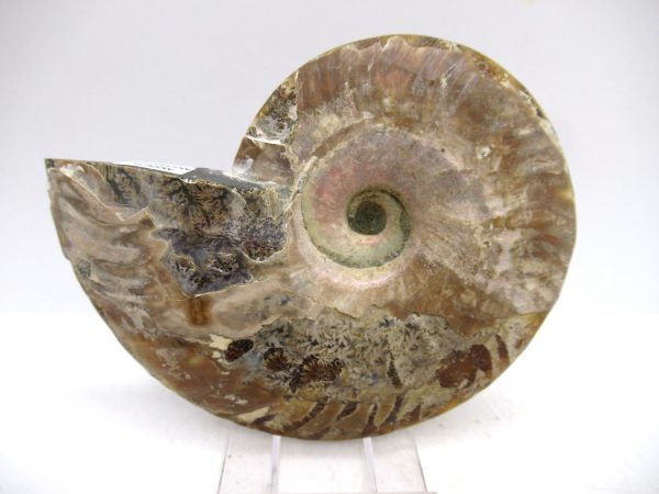 Madagascar Ammonite Pair Fossil for Sale Medium ~ 3.87" #164 - Image 3