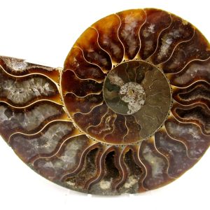Madagascar Ammonite Pair Fossil for Sale Medium ~ 3.92" #165