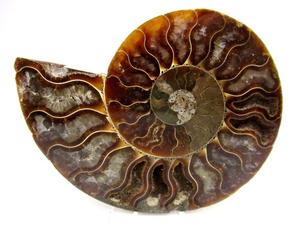 Madagascar Ammonite Pair Fossil for Sale Medium ~ 3.92" #165