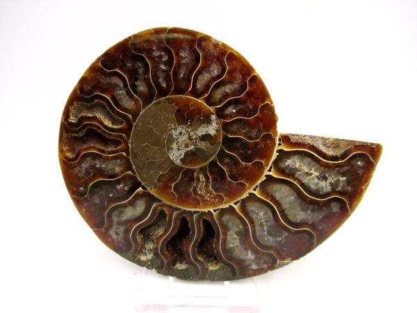Madagascar Ammonite Pair Fossil for Sale Medium ~ 3.92" #165 - Image 4