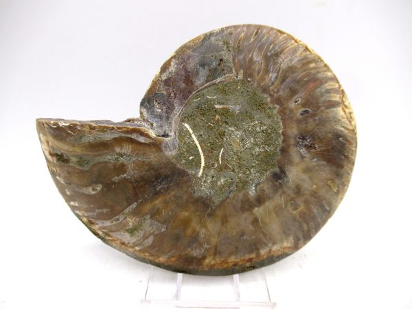 Madagascar Ammonite Pair Fossil for Sale Medium ~ 3.92" #165 - Image 3