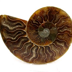 Madagascar Ammonite Pair Fossil for Sale Medium ~ 3.10" #166