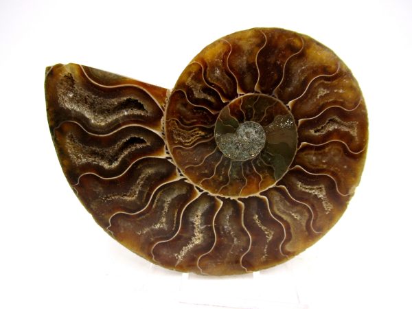 Madagascar Ammonite Pair Fossil for Sale Medium ~ 3.10" #166