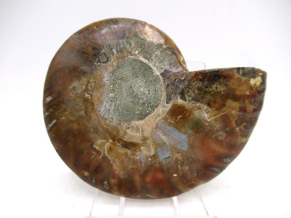 Madagascar Ammonite Pair Fossil for Sale Medium ~ 3.10" #166 - Image 2