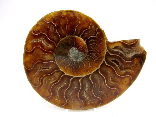 Madagascar Ammonite Pair Fossil for Sale Medium ~ 3.10" #166 - Image 4