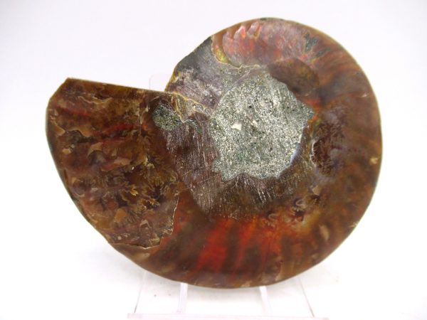 Madagascar Ammonite Pair Fossil for Sale Medium ~ 3.10" #166 - Image 3