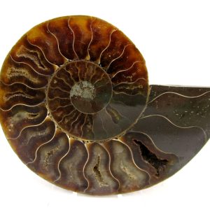 Madagascar Ammonite Pair Fossil for Sale Medium ~ 3.49" #167