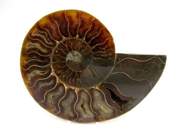 Madagascar Ammonite Pair Fossil for Sale Medium ~ 3.49" #167