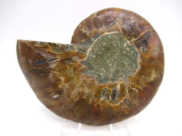 Madagascar Ammonite Pair Fossil for Sale Medium ~ 3.49" #167 - Image 2