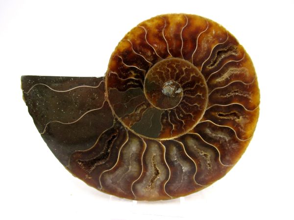 Madagascar Ammonite Pair Fossil for Sale Medium ~ 3.49" #167 - Image 4