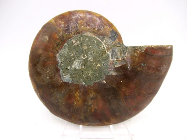 Madagascar Ammonite Pair Fossil for Sale Medium ~ 3.49" #167 - Image 3