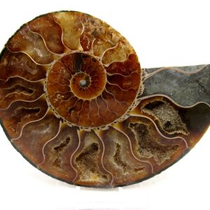 Madagascar Ammonite Pair Fossil for Sale Medium ~ 3.81" #168