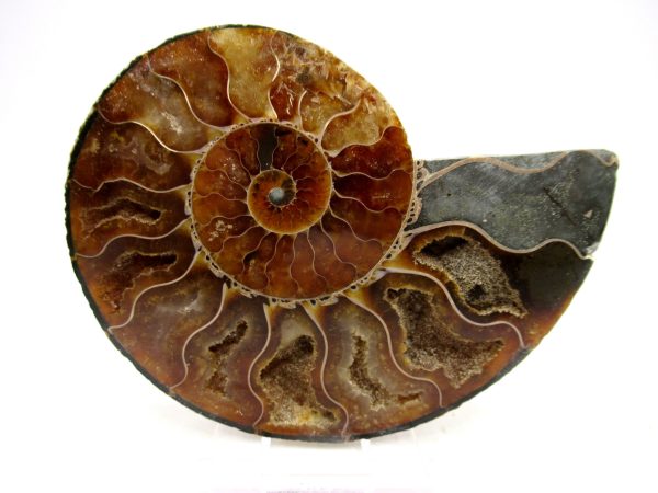 Madagascar Ammonite Pair Fossil for Sale Medium ~ 3.81" #168