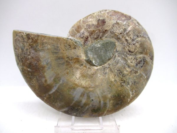 Madagascar Ammonite Pair Fossil for Sale Medium ~ 3.81" #168 - Image 2