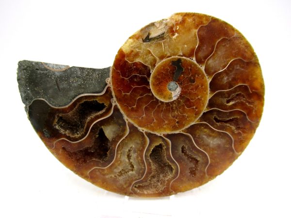 Madagascar Ammonite Pair Fossil for Sale Medium ~ 3.81" #168 - Image 4