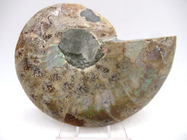 Madagascar Ammonite Pair Fossil for Sale Medium ~ 3.81" #168 - Image 3