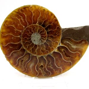 Madagascar Ammonite Pair Fossil for Sale Medium ~ 3.19" #169