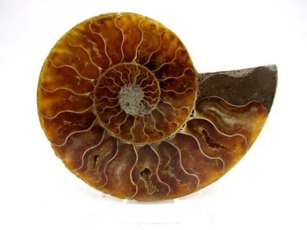 Madagascar Ammonite Pair Fossil for Sale Medium ~ 3.19" #169