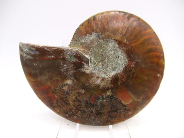 Madagascar Ammonite Pair Fossil for Sale Medium ~ 3.19" #169 - Image 2