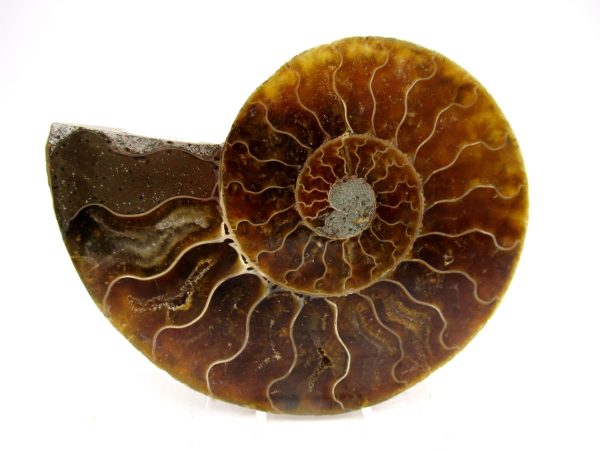 Madagascar Ammonite Pair Fossil for Sale Medium ~ 3.19" #169 - Image 4
