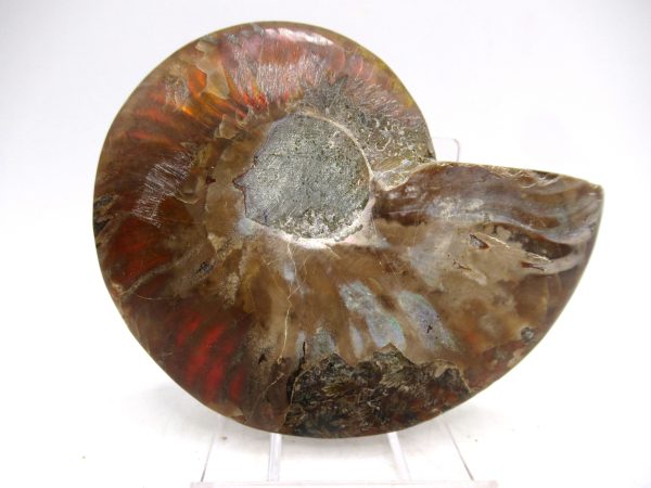 Madagascar Ammonite Pair Fossil for Sale Medium ~ 3.19" #169 - Image 3