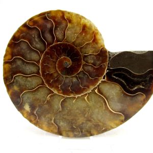 Madagascar Ammonite Pair Fossil for Sale Medium ~ 3.77" #170